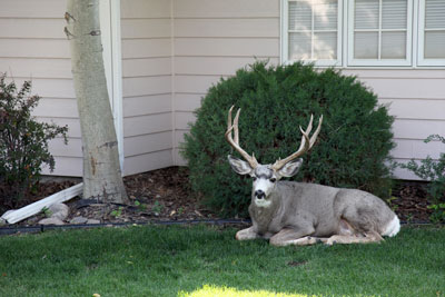 Deer laying down in yard