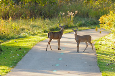 Deer standing in path