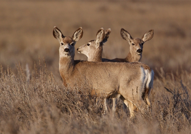 CWD in Montana