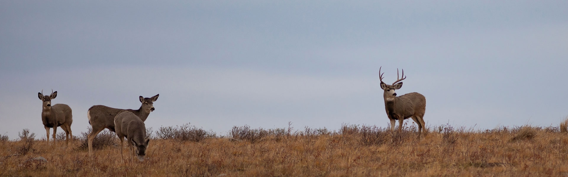 Small mule deer herd