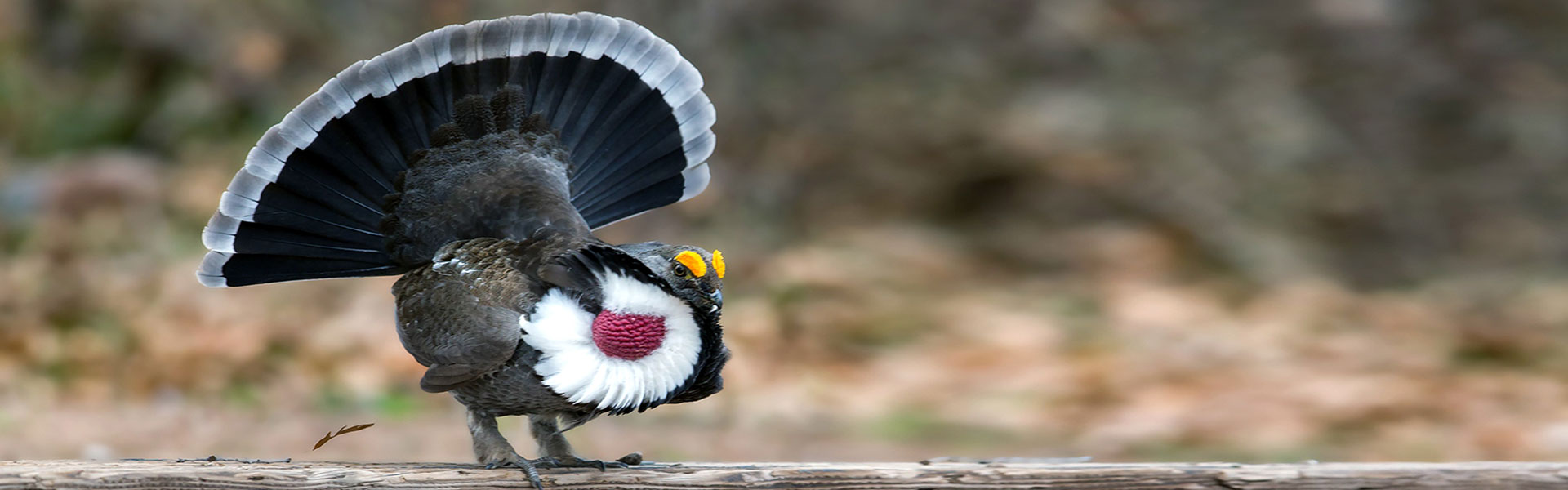 Dusky Grouse