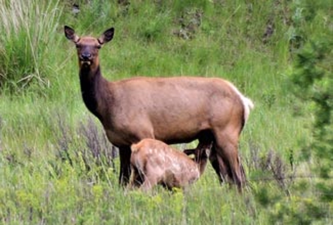 Elk survey