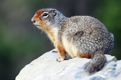 Ground squirrel on rocks