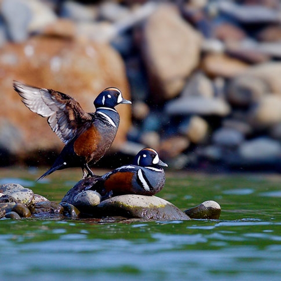 Pair of harlequin ducks