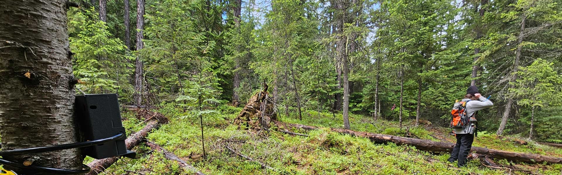 Photo of FWP biologist in the field conducting research