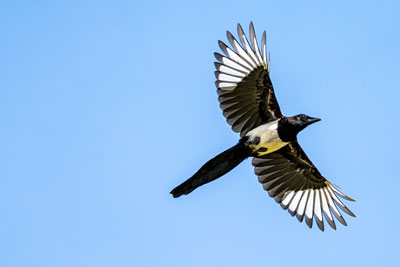 Magpie flying
