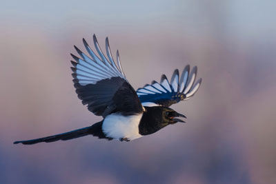 Magpie flying