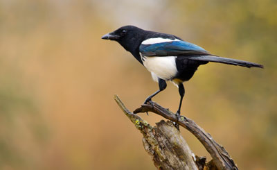 Magpie perched on branch