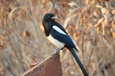 Magpie perched on fence
