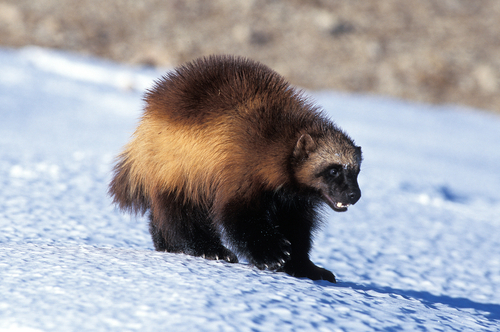 Adult wolverine in snow