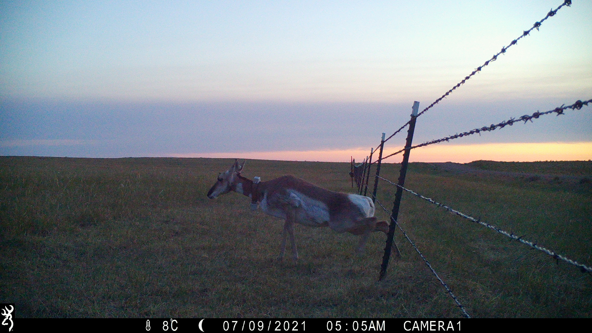 Collared antelope crossing fence