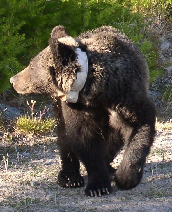 Collared grizzly bear