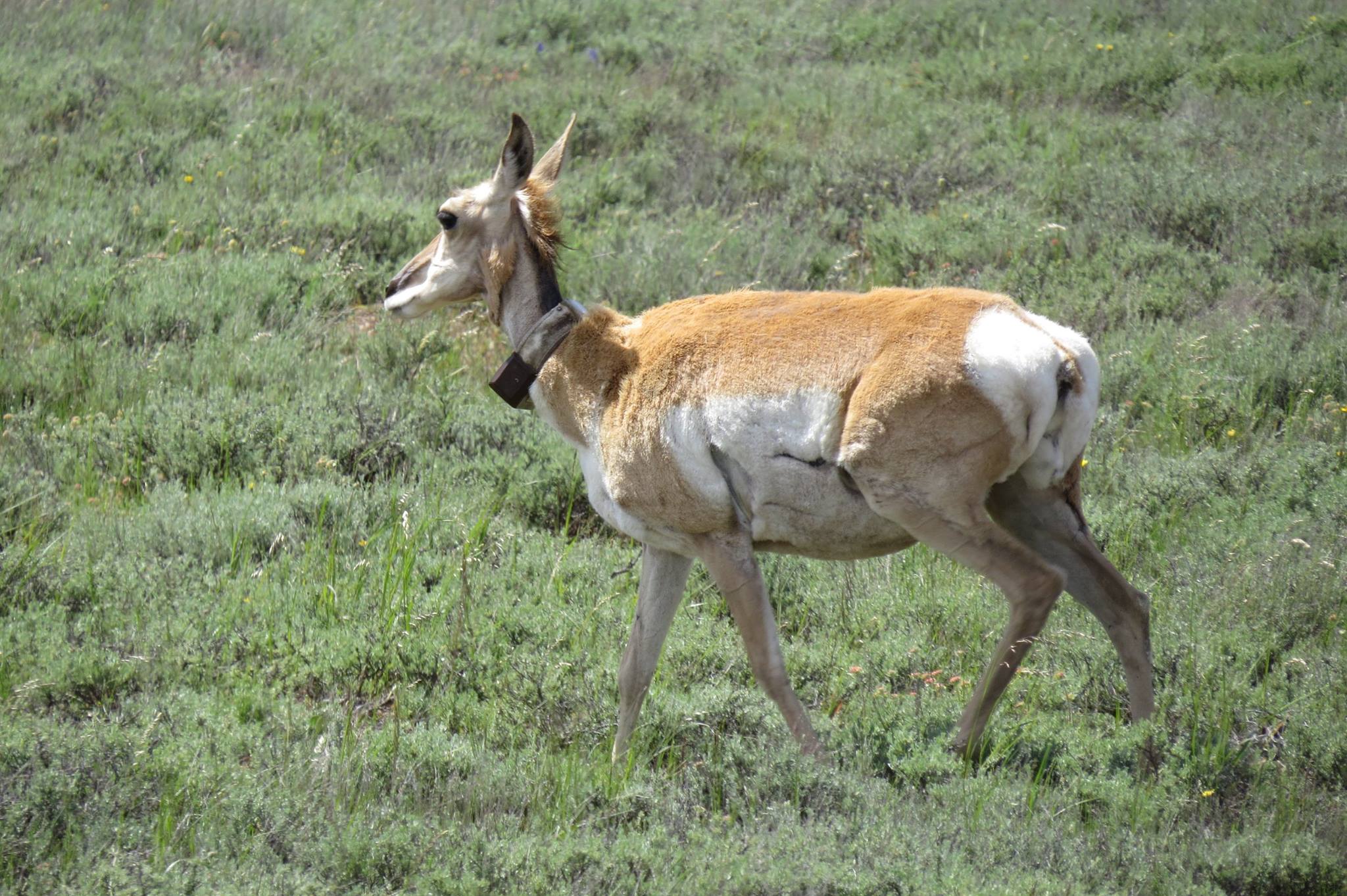 Collared pronghorn