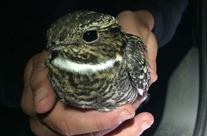 Common nighthawk