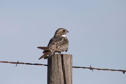 Common nighthawk on fencepost