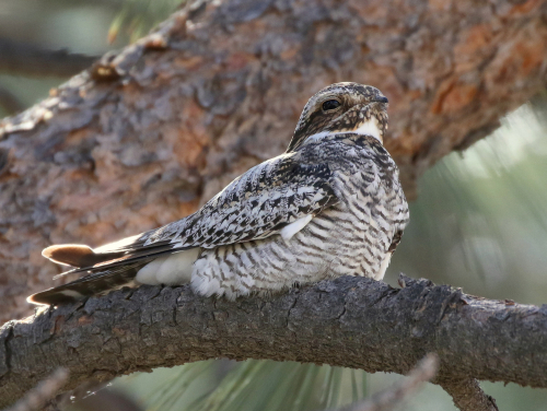 Common nighthawk perched on branch