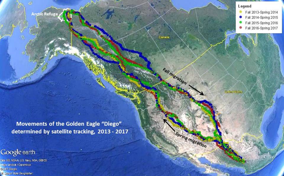 Map of single golden eagle movements