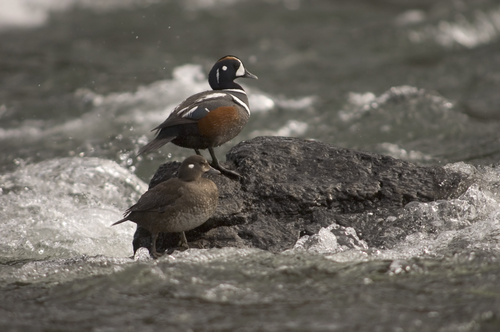 Harlequin ducks in Montana stream