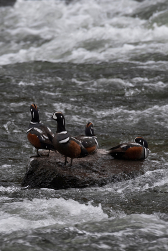 Harlequin ducks in Yellowstone Park