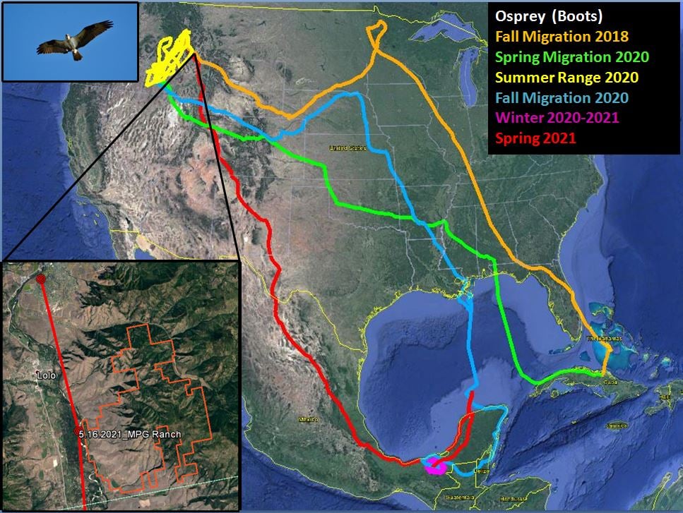 Map of single osprey movements