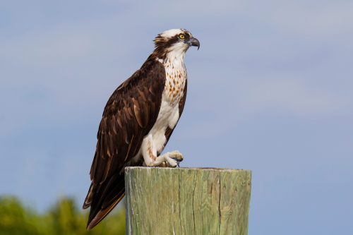 Osprey perched on post