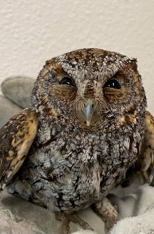 Owl at rehabilitation center after migration fall out