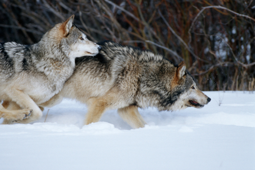 Pair of wolves running