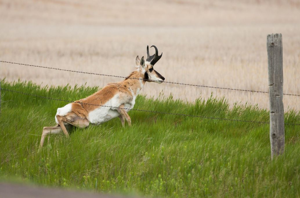 Pronghorn passing under fence