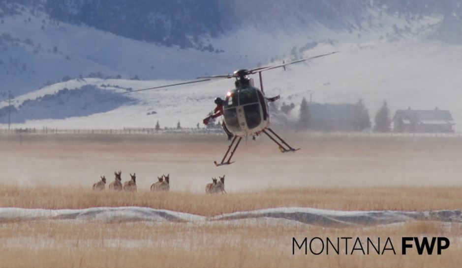 Pronghorn helicopter netting