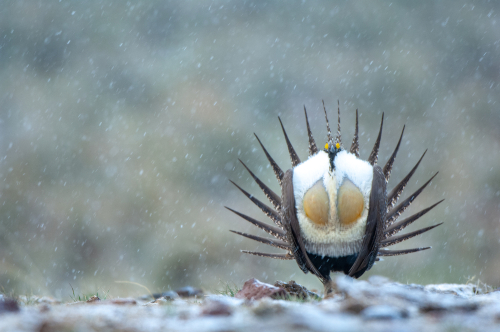 Single male sage grouse in snow