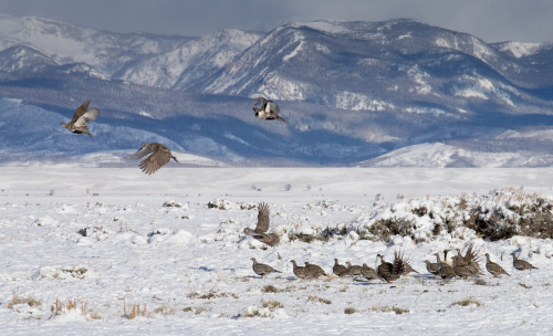 Sage grouse taking off in snowy field