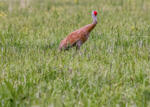 Sandhill crane standing in field
