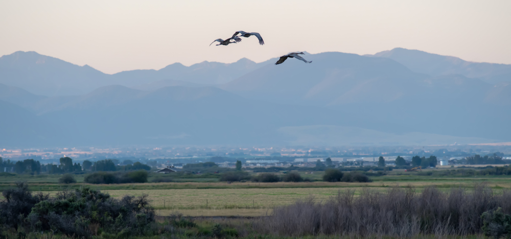 Sandhill cranes in flight over fields of Montana