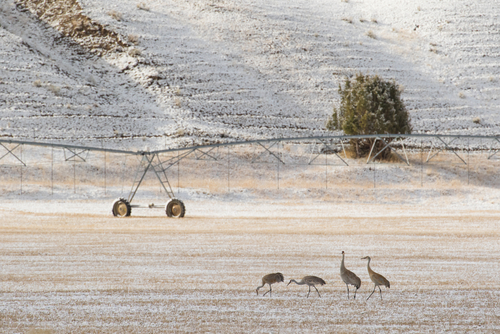 Sandhill cranes in hayfield with irrigation equipment