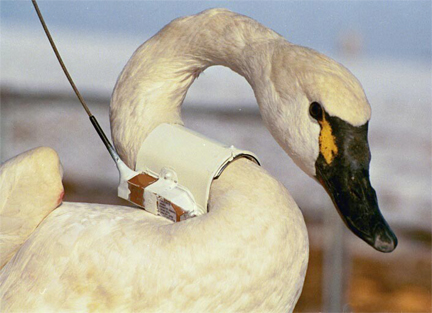 Tagged swan