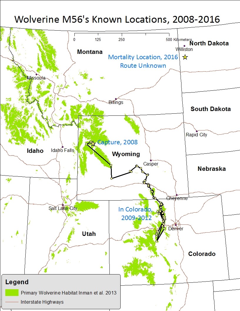 Wildlife Migration And Movement In Montana | Montana FWP