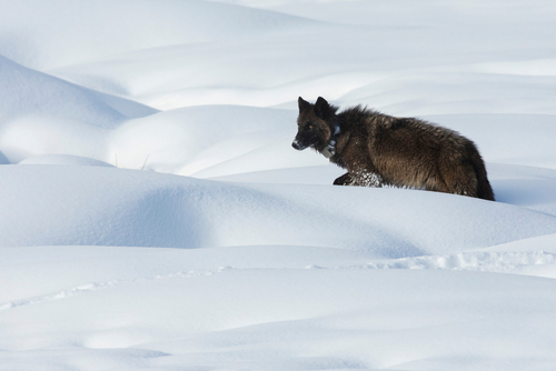 Collared wolf in Yellowstone