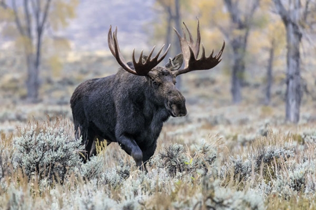 Bull moose