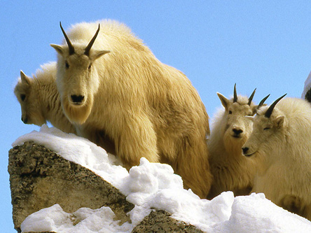 mountain goat 5