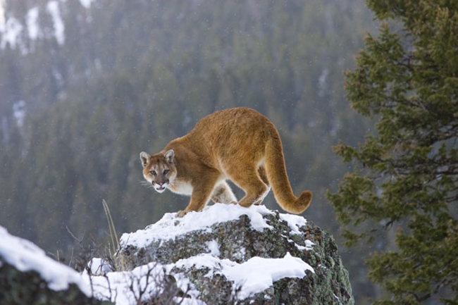 Mountain Lion