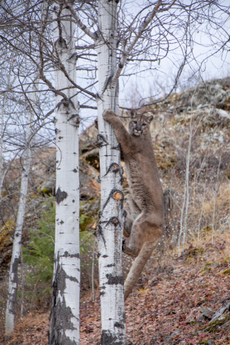 Mountain lion climbing aspen tree