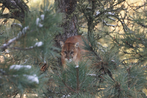 Mountain lion peering through pine trees