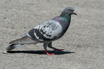 Pigeon in the road
