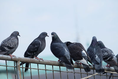 Pigeons on a fence