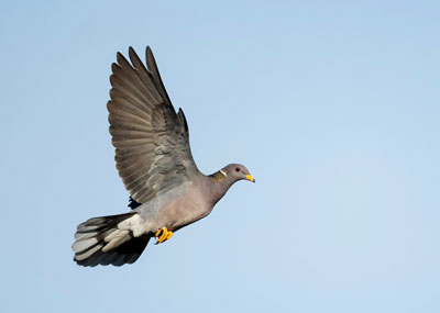 Pigeon flying