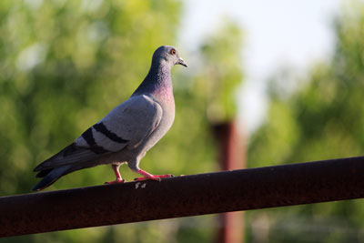 Pigeon on a pole