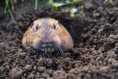 Pocket gopher peeking out of the ground