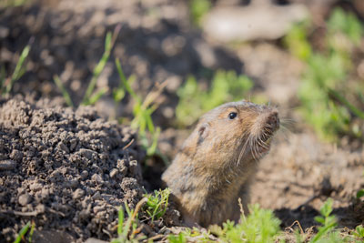 Pocket gopher peeking out of the ground