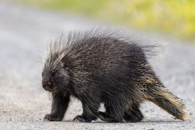 Porcupine in the road