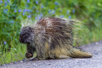 Porcupine on the side of road